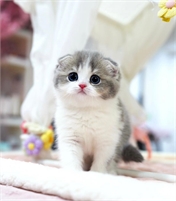 Munchkin Cat For Sale Munchkin Cat For Sale